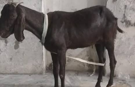 Bakri for sale Ache size ki healthy aur active khali bakri hai