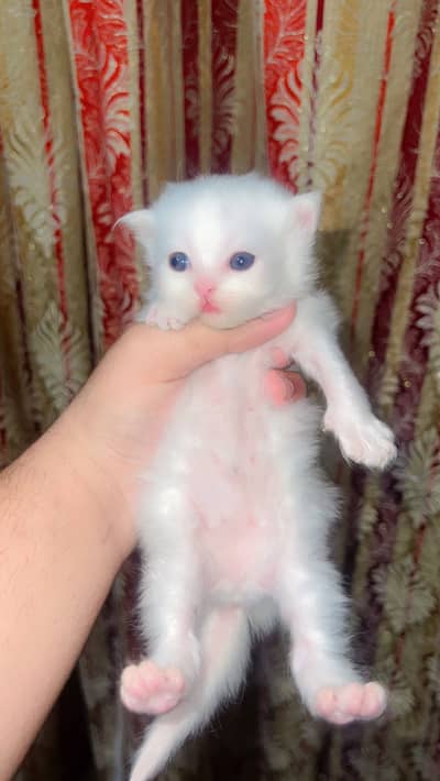 Pure Persian doll face Cat