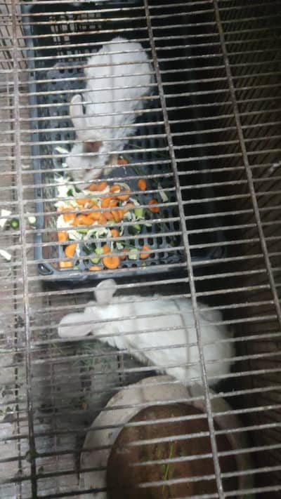 Male female