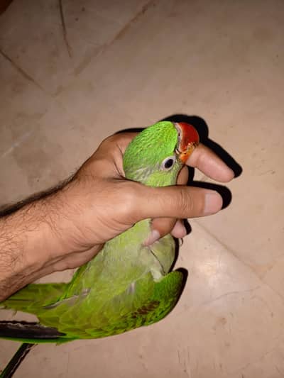 pahari check