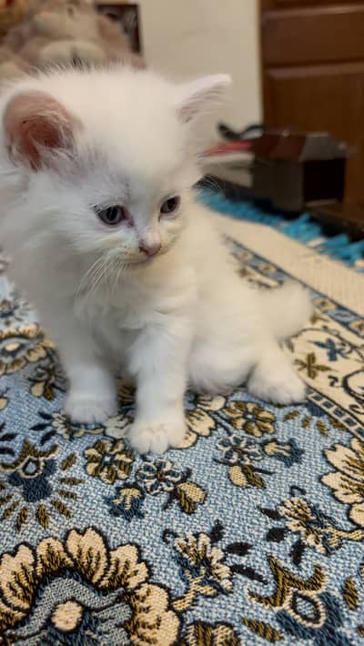 Premium Fluffy Kittens Available Now