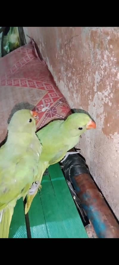 green ringneck chick 