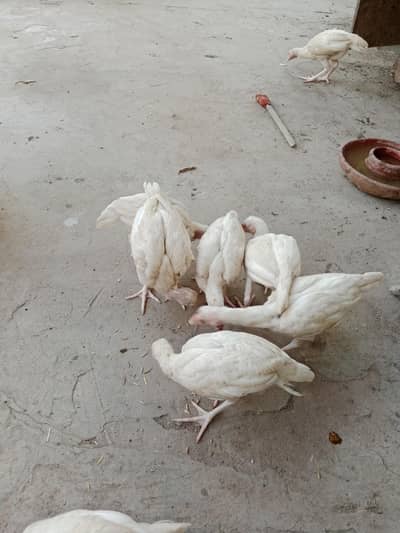 lassani or heera Aseel available