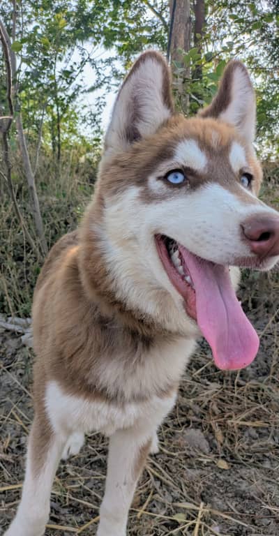 Siberian husky dog