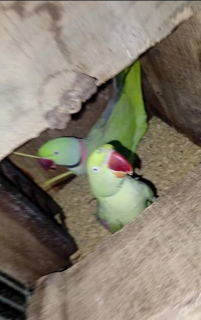 Pahari pair