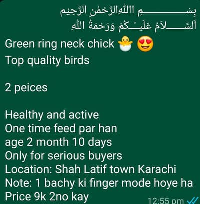 green ringneck chick 