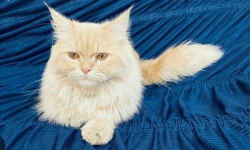 Persian cat