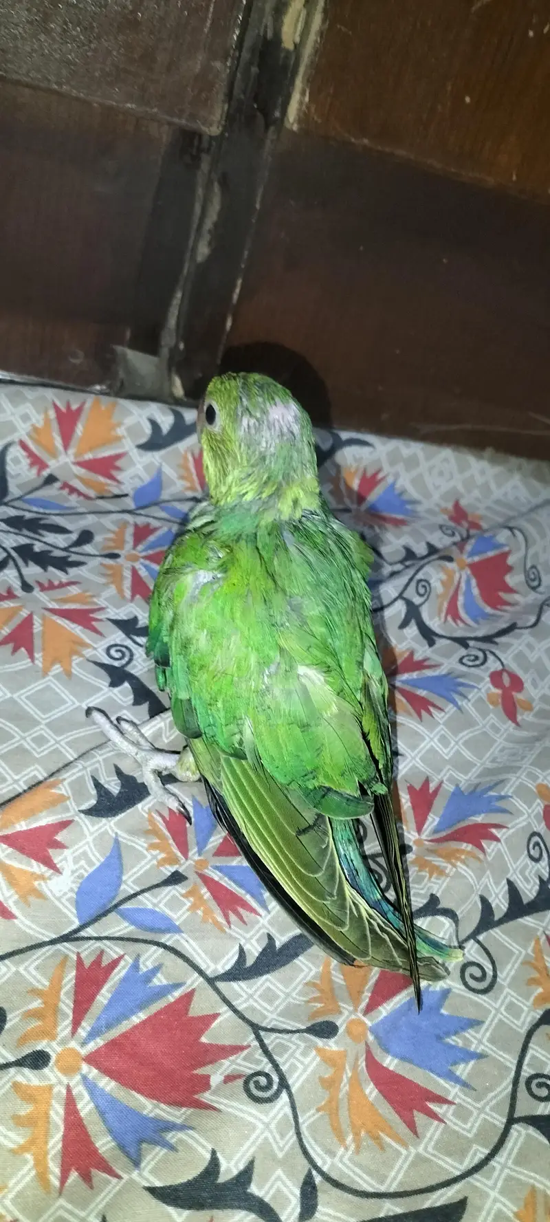 hand feeding — photo 2