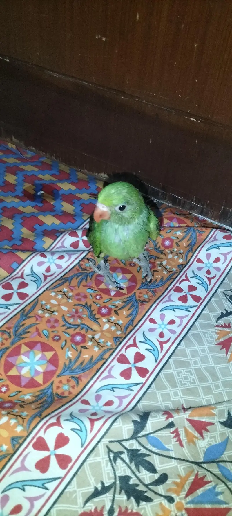 hand feeding — photo 3