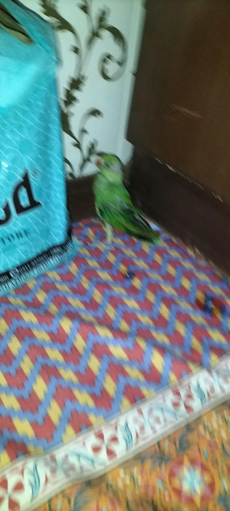 hand feeding — photo 4