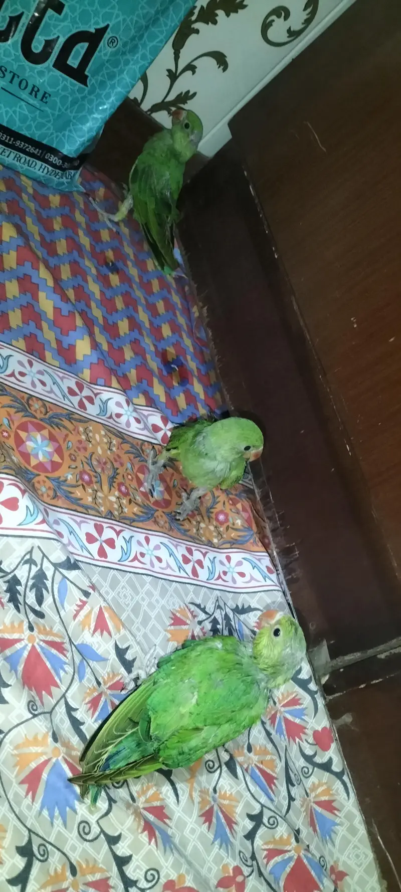 hand feeding — photo 5