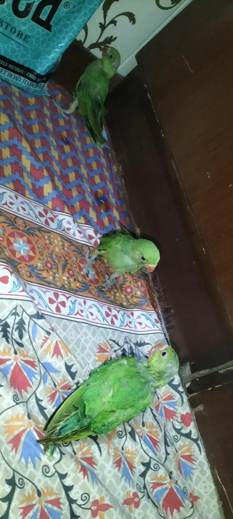 hand feeding — photo 6