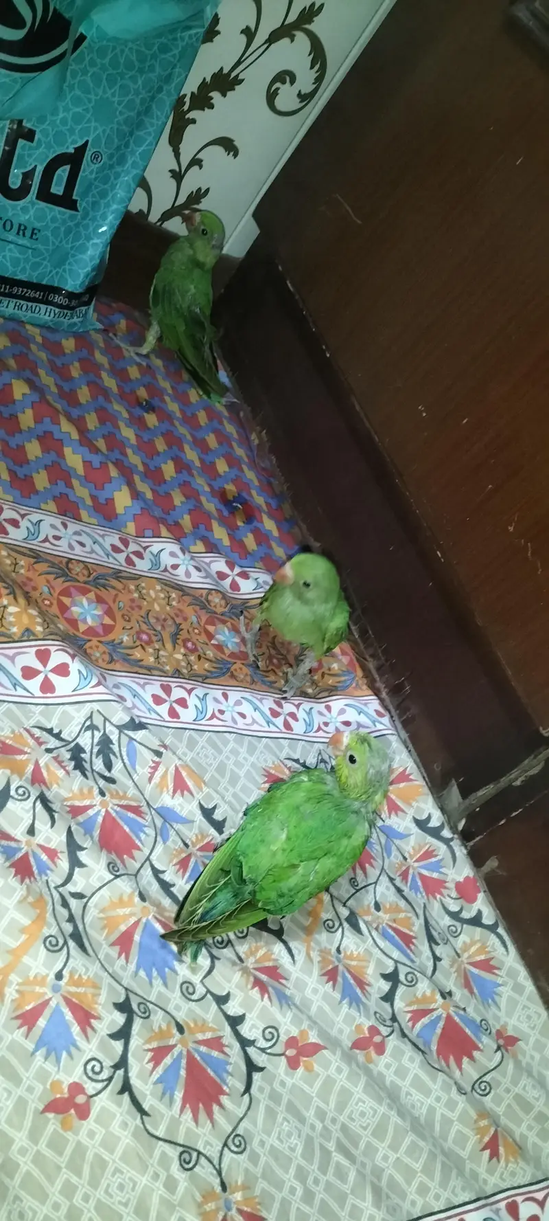 hand feeding — photo 7