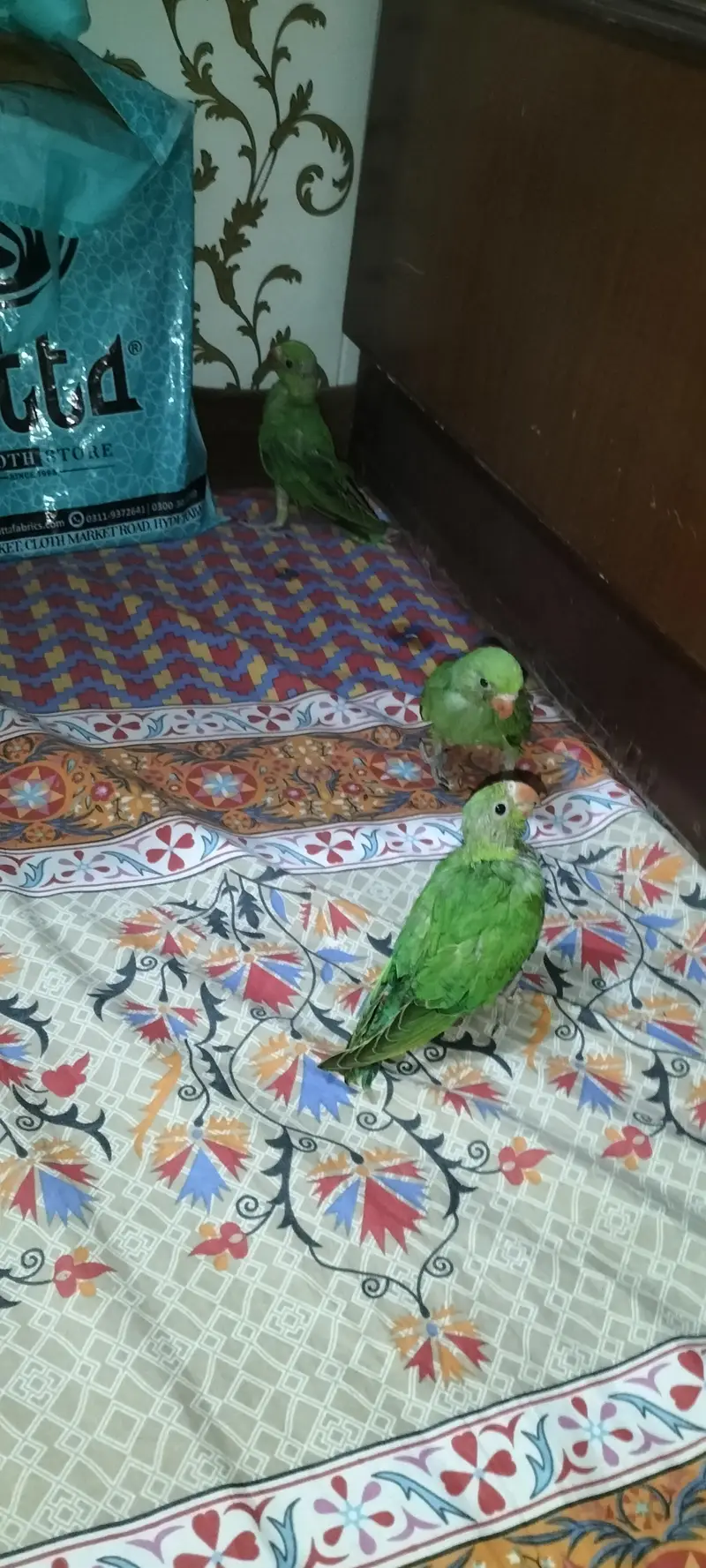 hand feeding — photo 8