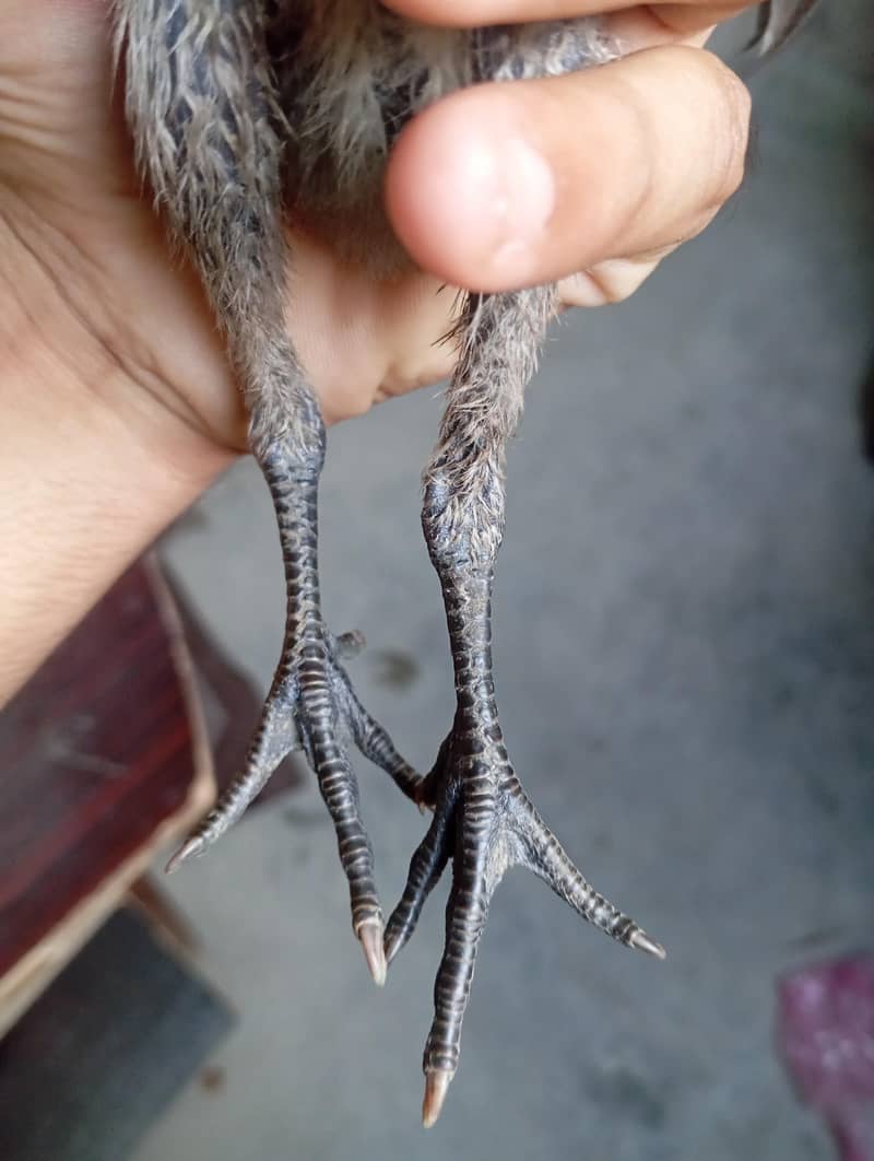 dragon pair 3