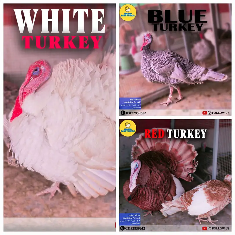 Turkey/japanese bentum/Fancy Breeds Chicks/Polish/Silki/Bentum chicks