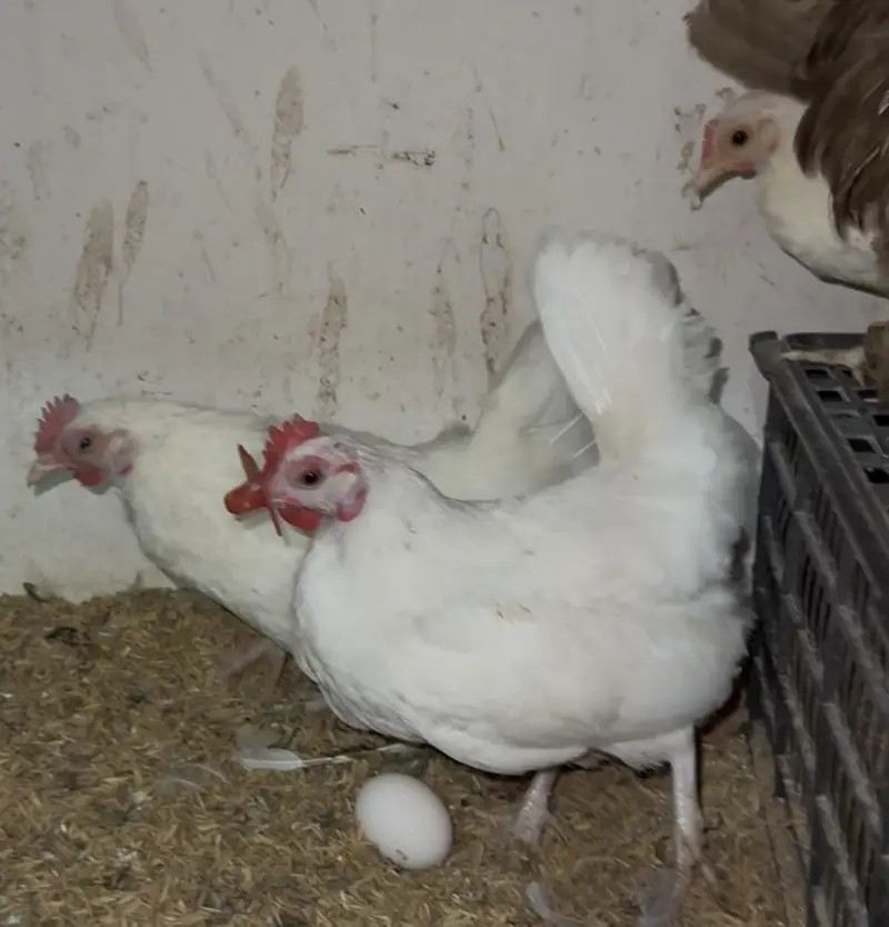 Turkey/japanese bentum/Fancy Breeds Chicks/Polish/Silki/Bentum chicks — photo 2