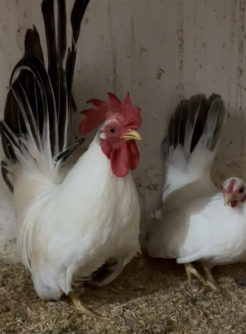 Turkey/japanese bentum/Fancy Breeds Chicks/Polish/Silki/Bentum chicks — photo 4