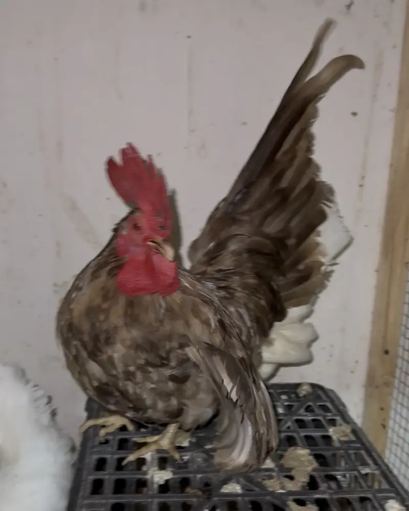 Turkey/japanese bentum/Fancy Breeds Chicks/Polish/Silki/Bentum chicks — photo 5