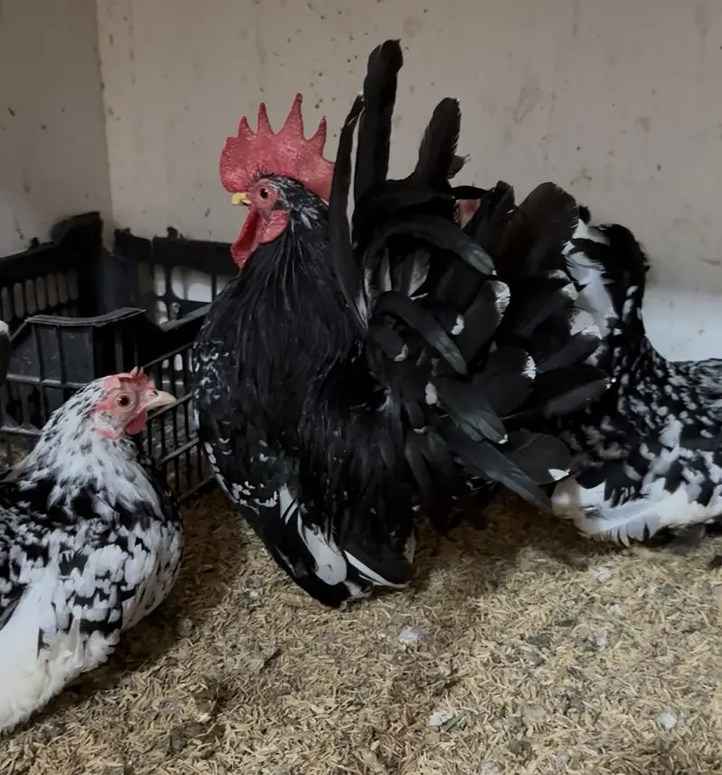 Turkey/japanese bentum/Fancy Breeds Chicks/Polish/Silki/Bentum chicks — photo 6