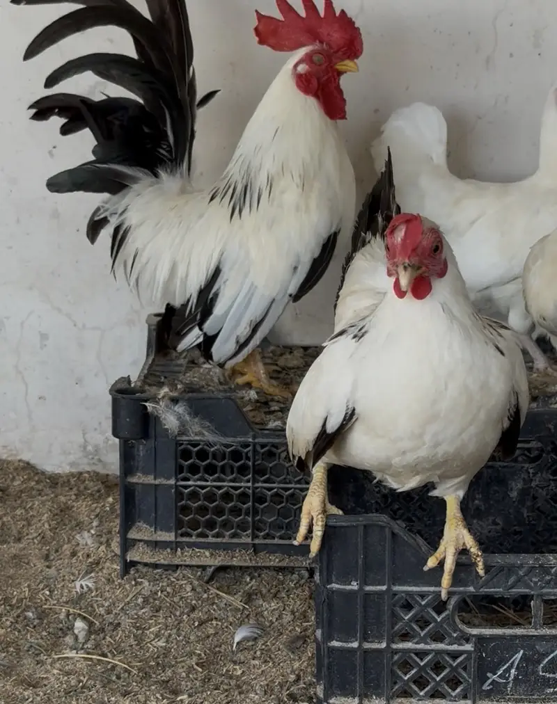 Turkey/japanese bentum/Fancy Breeds Chicks/Polish/Silki/Bentum chicks — photo 8