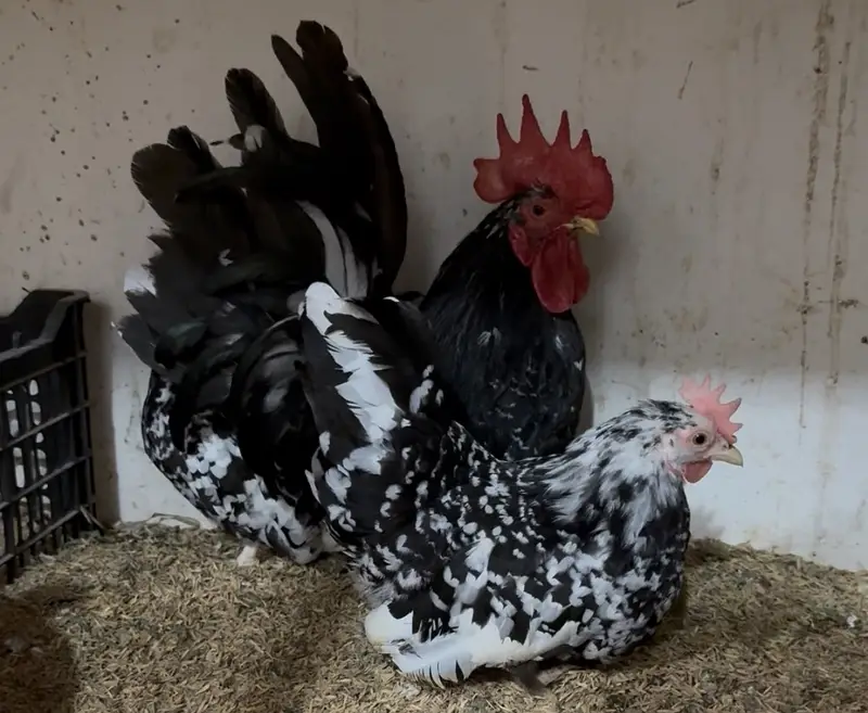 Turkey/japanese bentum/Fancy Breeds Chicks/Polish/Silki/Bentum chicks — photo 9