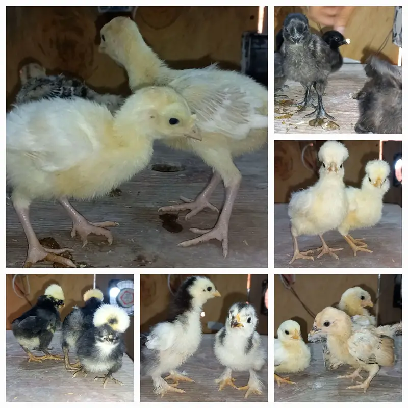 Turkey/japanese bentum/Fancy Breeds Chicks/Polish/Silki/Bentum chicks — photo 12