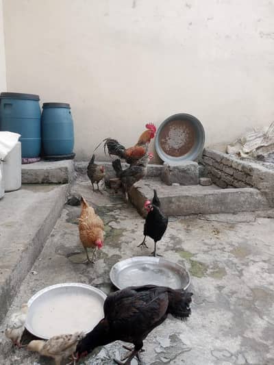 Desi hens for sale