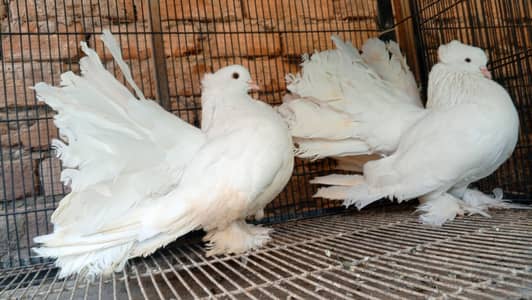 fancy pigeons/swallow/fantail/Jacobin/frillback/lahori sherazi/norwich