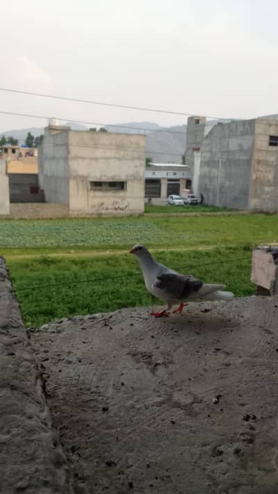 Highflyer and fancy pigeons for sale hain
