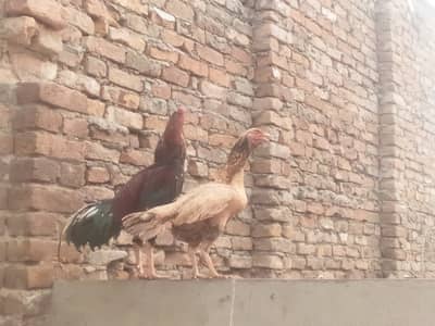 Aseel pair