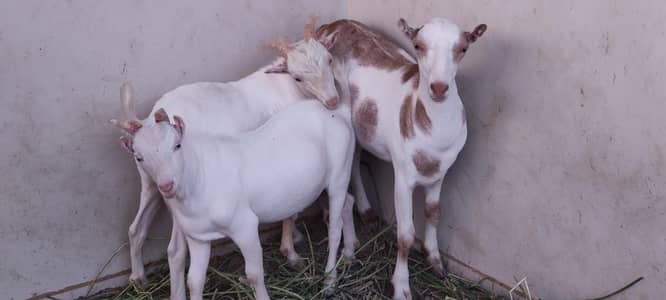 Teddy Goats