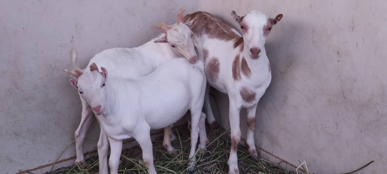 Teddy Goats 0