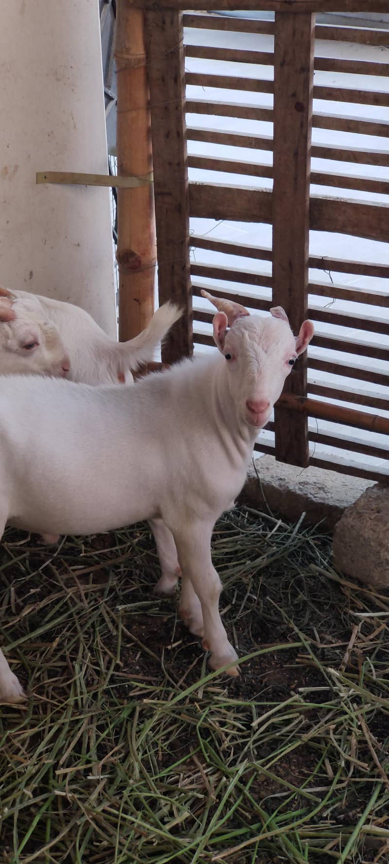 Teddy Goats 1