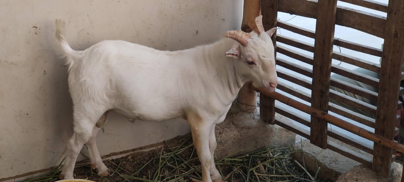 Teddy Goats 2
