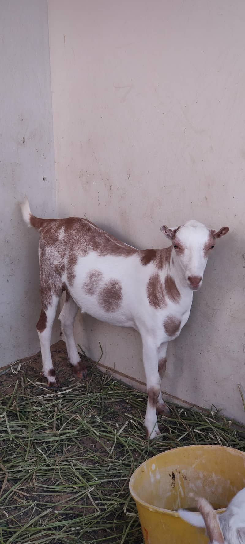 Teddy Goats 3