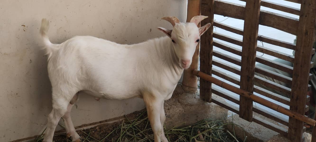 Teddy Goats 4