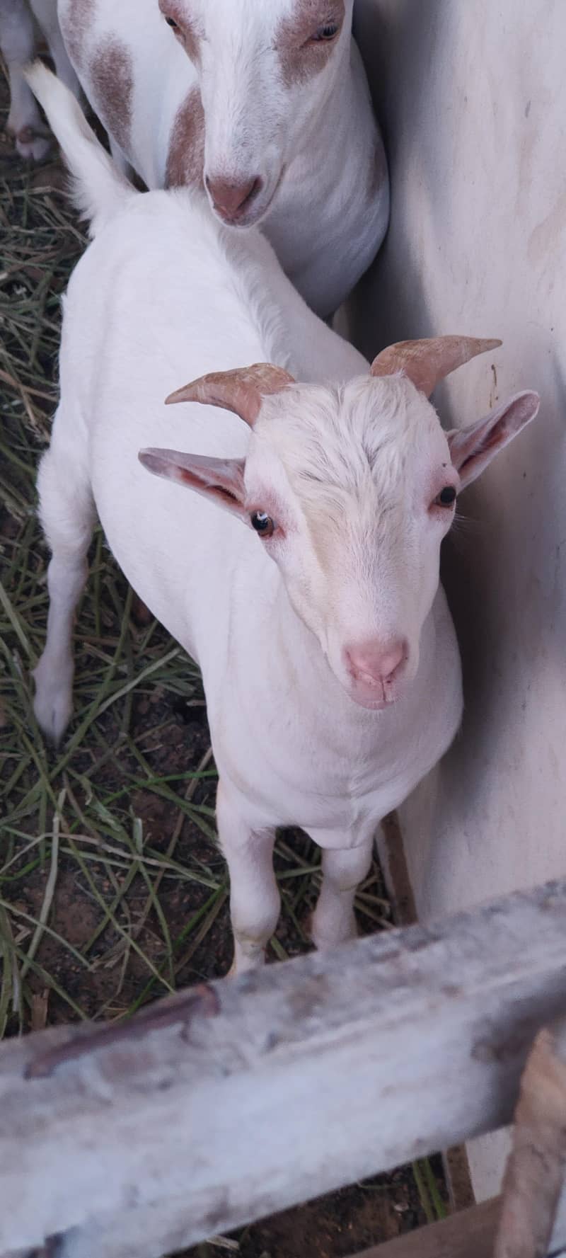 Teddy Goats 5