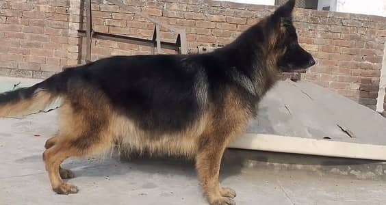 Healthy female of gsd