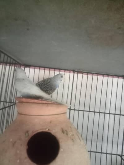 budgies and orange or albino pairs
