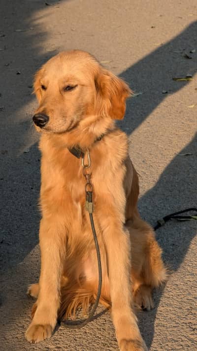Golden Retriever | Retriver Pupy | Golden retriever Male Dog For Sale