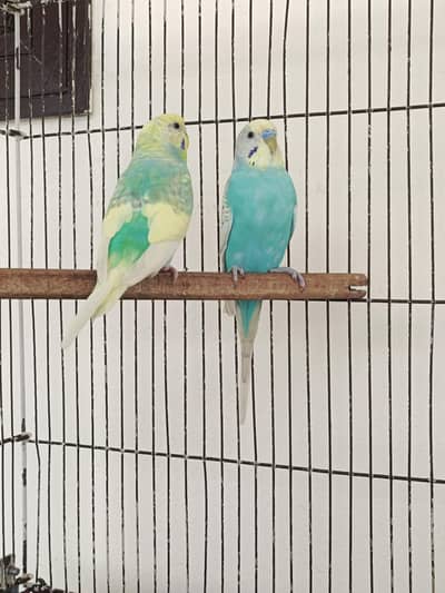 Budgies Breeder Pair For sale