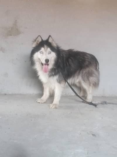 Dog For sale Haldehy and Active