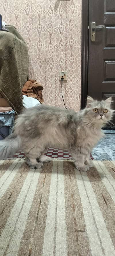 parsion cat