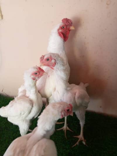 pepar white ko shamo eggs 03111323325