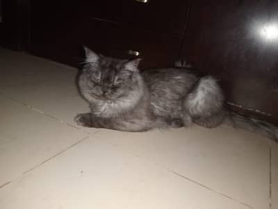  Beautiful Long-Hair Persian Cat for Sale