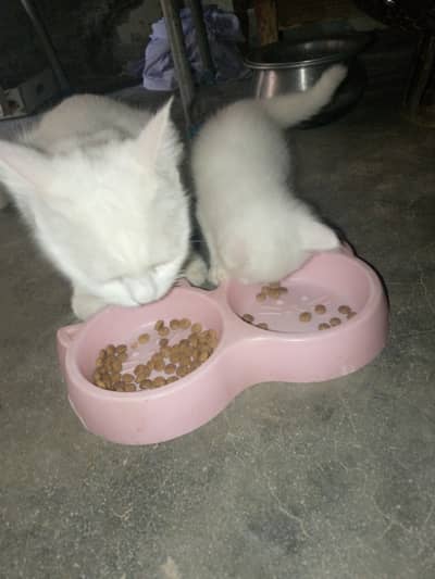 Russian kitten pair