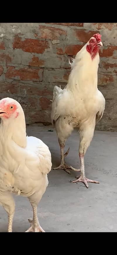 white Colors aseel heera