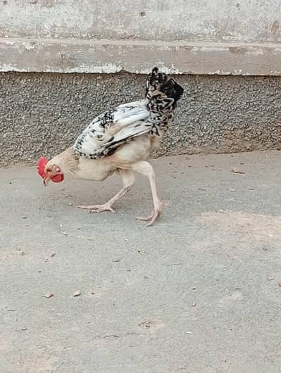 Golden misri male murgha for sale