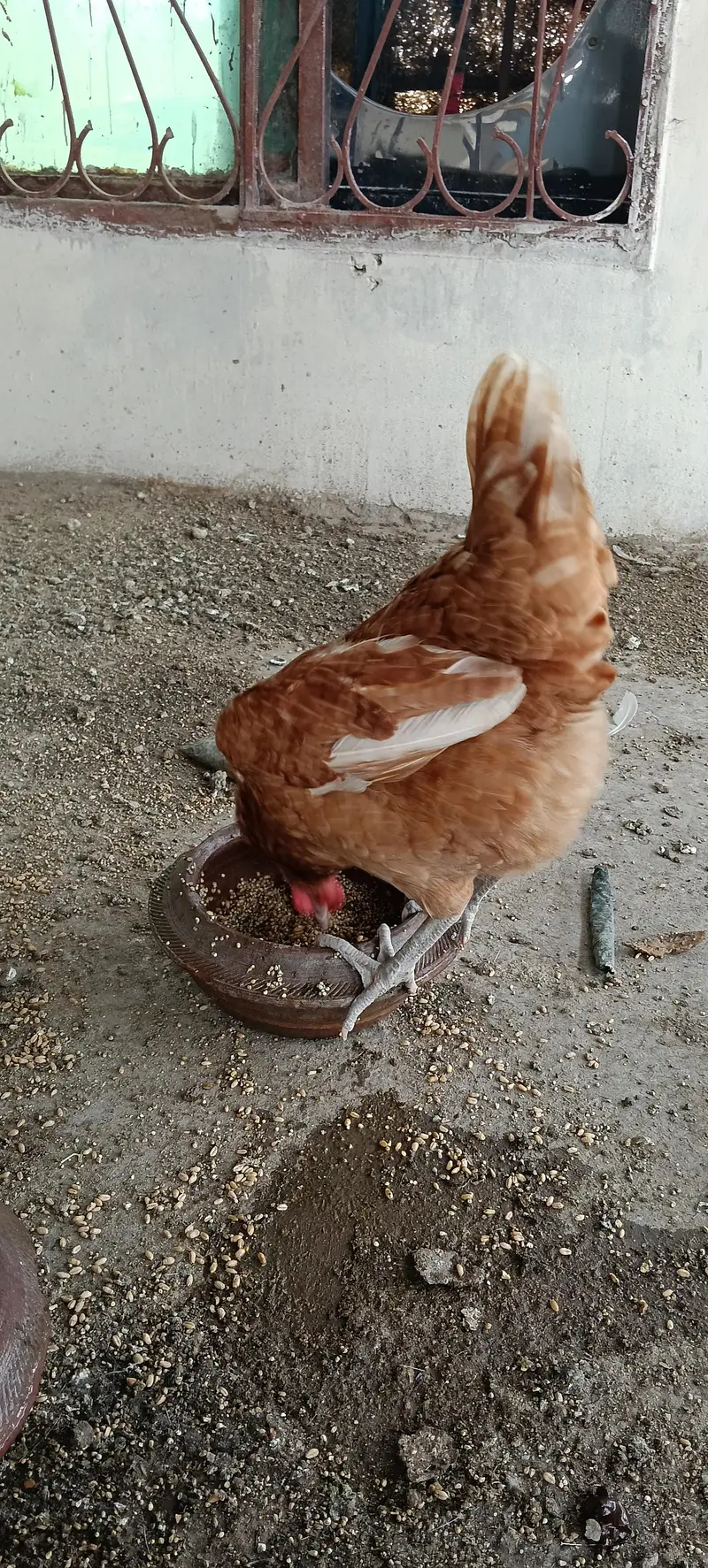 Egg laying hens — photo 2